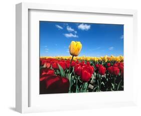 Tulip fields-null-Framed Photographic Print