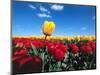 Tulip fields-null-Mounted Photographic Print