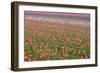 Tulip Fields-null-Framed Photographic Print