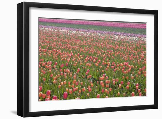 Tulip Fields-null-Framed Photographic Print