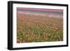 Tulip Fields-null-Framed Photographic Print