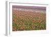 Tulip Fields-null-Framed Photographic Print