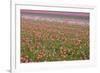 Tulip Fields-null-Framed Photographic Print