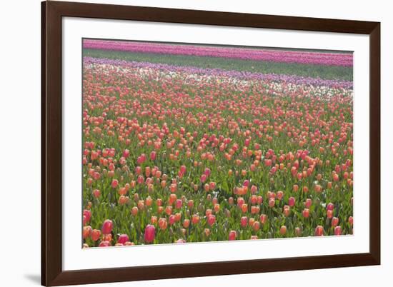 Tulip Fields-null-Framed Photographic Print