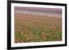 Tulip Fields-null-Framed Photographic Print
