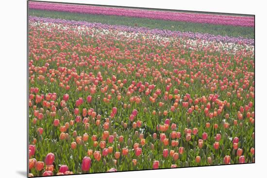 Tulip Fields-null-Mounted Photographic Print