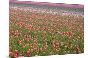 Tulip Fields-null-Mounted Photographic Print