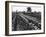 Tulip Fields-J. Chettlburgh-Framed Photographic Print