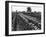 Tulip Fields-J. Chettlburgh-Framed Photographic Print