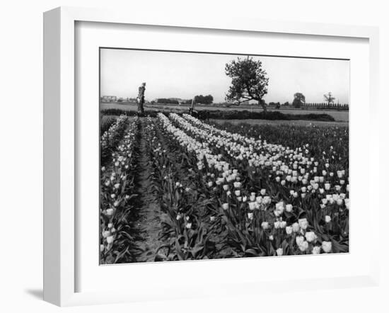 Tulip Fields-J. Chettlburgh-Framed Photographic Print