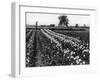 Tulip Fields-J. Chettlburgh-Framed Photographic Print