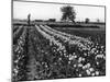 Tulip Fields-J. Chettlburgh-Mounted Photographic Print
