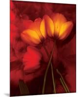 Tulip Fiesta in Red and Yellow I-Richard Sutton-Mounted Premium Giclee Print