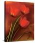 Tulip Fiesta in Red and Yellow II-Richard Sutton-Stretched Canvas