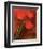 Tulip Fiesta in Red and Yellow II-Richard Sutton-Framed Art Print