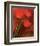 Tulip Fiesta in Red and Yellow II-Richard Sutton-Framed Art Print