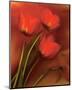 Tulip Fiesta in Red and Yellow II-Richard Sutton-Mounted Art Print