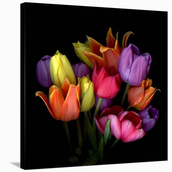 Tulip Flame-Magda Indigo-Stretched Canvas