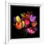 Tulip Flame-Magda Indigo-Framed Photographic Print