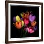 Tulip Flame-Magda Indigo-Framed Photographic Print