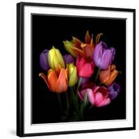 Tulip Flame-Magda Indigo-Framed Photographic Print