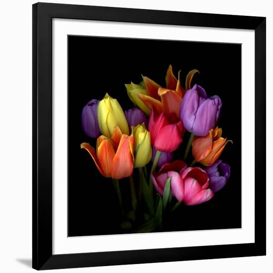 Tulip Flame-Magda Indigo-Framed Photographic Print