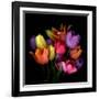 Tulip Flame-Magda Indigo-Framed Photographic Print