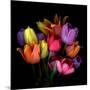 Tulip Flame-Magda Indigo-Mounted Photographic Print