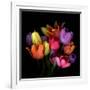 Tulip Flame-Magda Indigo-Framed Photographic Print