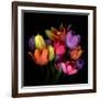 Tulip Flame-Magda Indigo-Framed Photographic Print