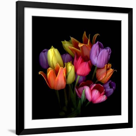 Tulip Flame-Magda Indigo-Framed Photographic Print