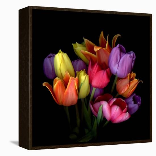 Tulip Flame-Magda Indigo-Framed Stretched Canvas