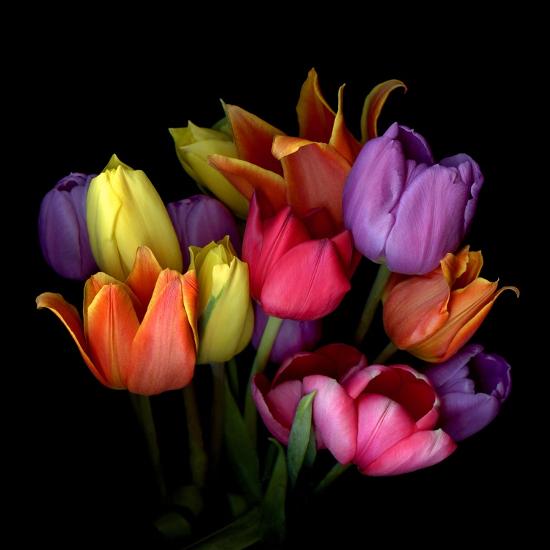 'Tulip Flame' Photographic Print - Magda Indigo | AllPosters.com