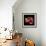 Tulip Flame-Magda Indigo-Framed Photographic Print displayed on a wall