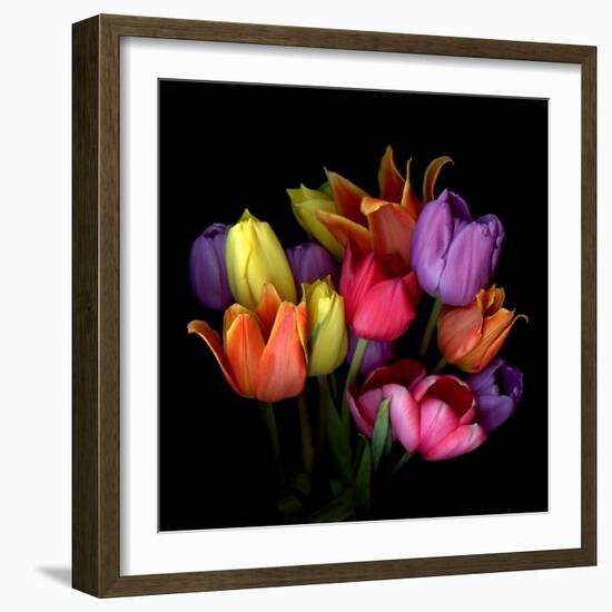 Tulip Flame-Magda Indigo-Framed Photographic Print