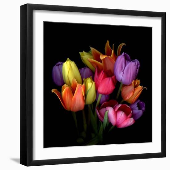 Tulip Flame-Magda Indigo-Framed Photographic Print