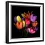 Tulip Flame-Magda Indigo-Framed Photographic Print