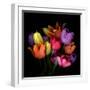 Tulip Flame-Magda Indigo-Framed Photographic Print