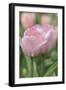 Tulip Flower Baronesse-Cora Niele-Framed Photographic Print