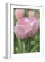 Tulip Flower Baronesse-Cora Niele-Framed Photographic Print