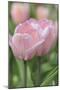 Tulip Flower Baronesse-Cora Niele-Mounted Photographic Print