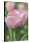 Tulip Flower Baronesse-Cora Niele-Stretched Canvas