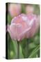 Tulip Flower Baronesse-Cora Niele-Stretched Canvas