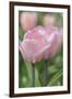Tulip Flower Baronesse-Cora Niele-Framed Photographic Print