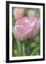 Tulip Flower Baronesse-Cora Niele-Framed Photographic Print