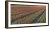 Tulip Flower Fields in Famous Lisse, Holland-Anna Miller-Framed Photographic Print