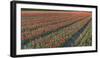 Tulip Flower Fields in Famous Lisse, Holland-Anna Miller-Framed Photographic Print