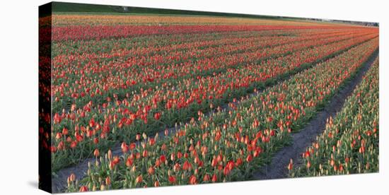 Tulip Flower Fields in Famous Lisse, Holland-Anna Miller-Stretched Canvas