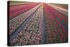 Tulip Flower Fields in Famous Lisse, Holland-Anna Miller-Stretched Canvas