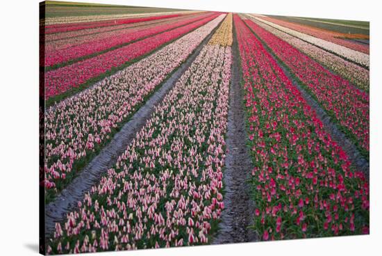 Tulip Flower Fields in Famous Lisse, Holland-Anna Miller-Stretched Canvas